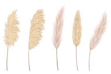 Pampas grass branches collection. Dry feathery head plumes, used in flower arrangements, ornamental displays, interior decoration, fabric print, wallpaper, wedding card. Golden ornament element.
