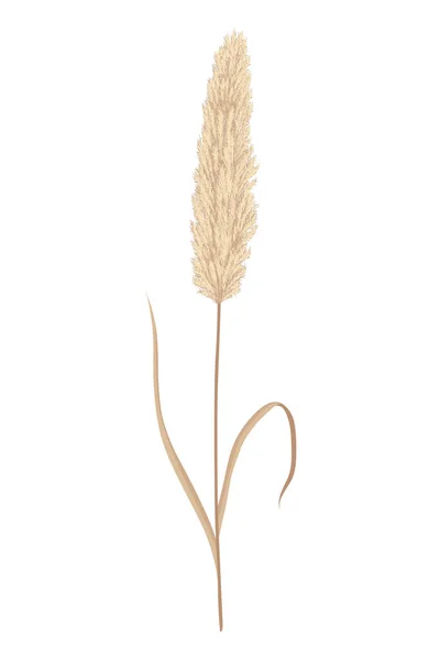 Pampas Grass Branches Dry Feathery Head Plumes Used Flower Arrangements — Stock Vector
