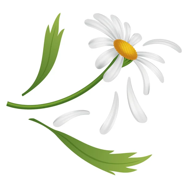 Chamomile Flower Botanical Illustration Daisy Design Element Herbal Tea Natural — Stok Vektör