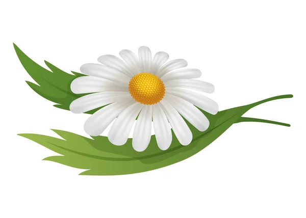 Papatya Çiçeği Papatyanın Botanik Çizimi Bitki Çayı Doğal Kozmetik Ürünleri — Stok Vektör
