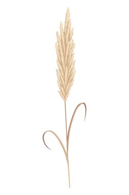 Pampas grass branches. Dry feathery head plumes, used in flower arrangements, ornamental displays, interior decoration, fabric print, wallpaper, wedding card. Golden ornament element in boho style.