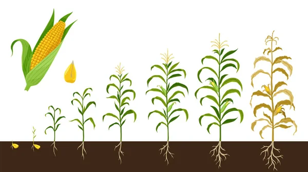 トウモロコシの成長段階 穀物から果実を持つ植物まで 白い背景に隔離された成長をトウモロコシ 農場の植物の進化 開発段階 植え付け工程 — ストックベクタ