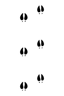 Hayvanlar ayak izleri. İnek pençesi, yürüyen ayak silueti ya da ayak izleri. İzler beyaza izole edilmiş. Yürüyen izler patiler çizimi.