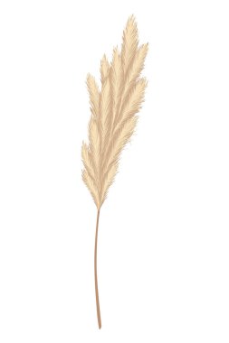 Pampas grass branches. Dry feathery head plumes, used in flower arrangements, ornamental displays, interior decoration, fabric print, wallpaper, wedding card. Golden ornament element in boho style.