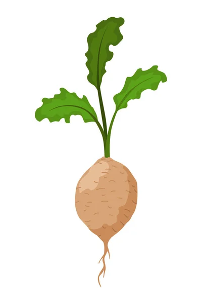 萝卜蔬菜生长 植物表现出根系结构 用于餐馆菜单或市场标签的农产品 有机和健康食品 — 图库矢量图片