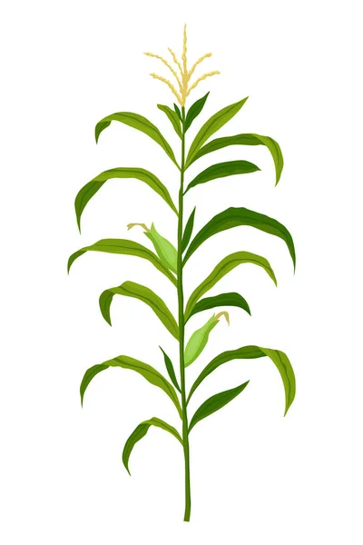 Corn Growing Stage Maize Growth Plant Isolated White Background Farm — Stockvektor