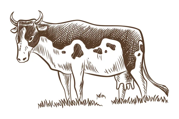 Kühe Kauen Gras Auf Der Weide Handgezeichnete Vektor Illustration Für — Stockvektor