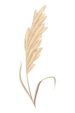 Pampas grass branches. Dry feathery head plumes, used in flower arrangements, ornamental displays, interior decoration, fabric print, wallpaper, wedding card. Golden ornament element in boho style.
