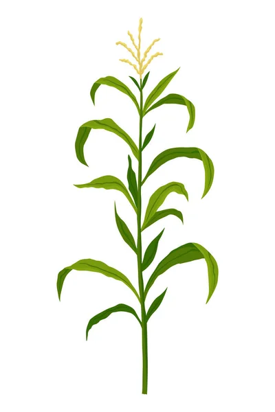 Pěstování Kukuřice Rostlina Pěstování Kukuřice Izolovaná Bílém Pozadí Rozvíjející Farma — Stockový vektor