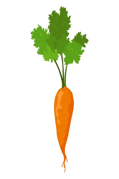 Морковные Овощи Растут Растение Структурой Корней Сельскохозяйственный Продукт Меню Ресторана — стоковый вектор