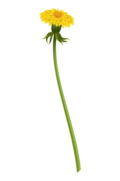 Maskros Realistisk Gul Blomma Sommaren Naturliga Säsong Element Vackert Gräs — Stock vektor