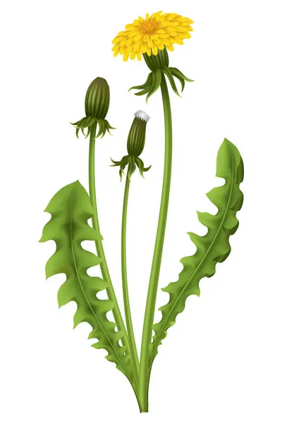 Dandelion Realistic Yellow Flower Leaf Summer Natural Season Element Beautiful — Stock Vector