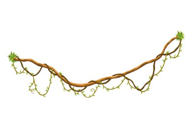 Twisted wild lianas branches banner. Jungle vine plants. Woody natural tropical rainforest, exotic botany. Woody natural branches.