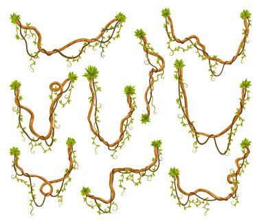 Liana şubesi hazır. Çarpık yabani asma bitkileri. Woody doğal tropikal yağmur ormanı, egzotik botanik elementi. Vektör tasarım ögesi.