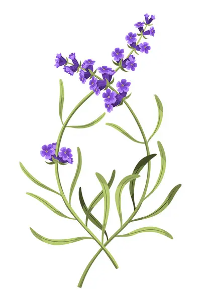 Lavender Purple Lavendar Stems Blooms Rustic Trendy Greenery Flowers Provence — Stock Vector