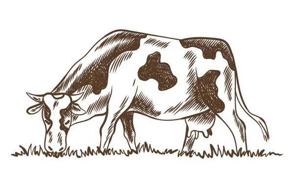 Vacas Mastigando Fazenda Grama Pastoreio Prado Paisagem Rural Esboço Vintage —  Vetores de Stock