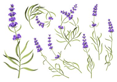 Lavanta. Mor lavanta sapları ve çiçekleri. Kırsal moda yeşillik çiçekleri. Beyaz arka planda farklı bir kaynak çiçeği seti. Vektör çizgi film illüstrasyonu.