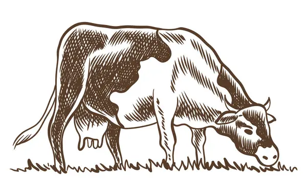 牧草地を牧草地で噛んでいる牛たち 村の風景 ヴィンテージのスケッチ 手描き農地ベクターイラスト — ストックベクタ