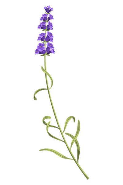薰衣草紫色的月季茎和花朵 乡村时髦的绿色花朵 在白色背景上的普罗旺斯植物 矢量卡通画 — 图库矢量图片