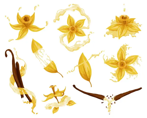 Vanilla Flowers Pods Sticks Realistic Vector Set Isolated Elements Nature — Stock Vector