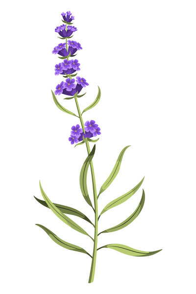 Lavender. Purple lavendar stems and blooms. Rustic trendy greenery flowers. Provence floral plant on white background. Vector cartoon illustration.