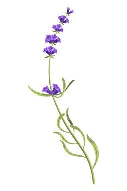 Lavanta. Mor lavanta sapları ve çiçekleri. Kırsal moda yeşillik çiçekleri. Beyaz arka planda Provence çiçek bitkisi. Vektör çizgi film illüstrasyonu.