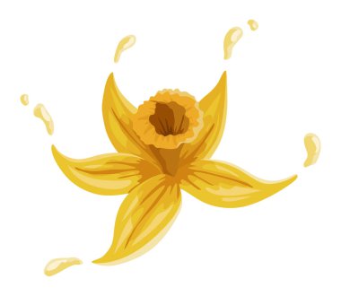 Vanilya çiçeği. Gerçekçi vektör izole tasarım öğesi. Doğa baharatı. Sarı çiçekli damlalar.