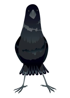 Kuzgun. Siluet Temsilcisi Kuş Türü Uçuş ve Dinlenme Anında Yakalandı.