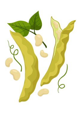 Mısır gevreği ya da tahıl bitkisi ikonu. İzole tarım, yeşil bezelye kabukları, ekin hasadı. Olgun tarımsal bitki vektörü çizimi.