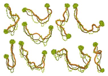 Liana şubesi hazır. Çarpık yabani asma bitkileri. Woody doğal tropikal yağmur ormanı, egzotik botanik elementi. Vektör tasarım ögesi.