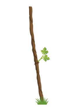 Grapevine büyüme aşamasında, güzel yapraklarını vurguluyorlar.