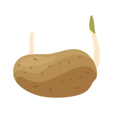 Patates yetiştirme süreci. Beyaz arka planda izole edilmiş bitkiler. Patates büyüme aşaması, ekme süreci, düz tasarımda bitki yaşam döngüsü bilgi elementleri.