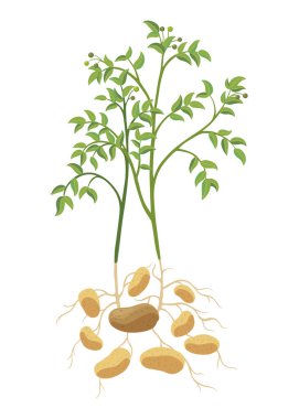 Patates yetiştirme süreci. Beyaz arka planda izole edilmiş bitkiler. Patates büyüme aşaması, ekme süreci, düz tasarımda bitki yaşam döngüsü bilgi elementleri.