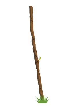 Grapevine büyüme aşamasında, güzel yapraklarını vurguluyorlar.
