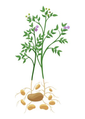 Patates yetiştirme süreci. Beyaz arka planda izole edilmiş bitkiler. Patates büyüme aşaması, ekme süreci, düz tasarımda bitki yaşam döngüsü bilgi elementleri.