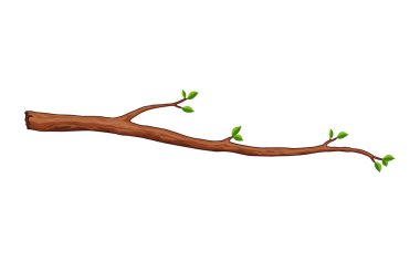 Ağaç dalı. Yapraklı bitki dalı, taze yeşillik. Beyaz arka planda yaprak filizi. Vektör izole edilmiş botanik dekorasyon ögesi.