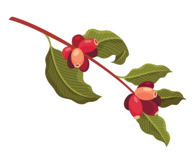 Olgun Yenilebilir Meyve Vektörü illüstrasyonlu Kahve Bitkisi Şubesi.