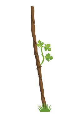 Grapevine büyüme aşamasında, güzel yapraklarını vurguluyorlar.