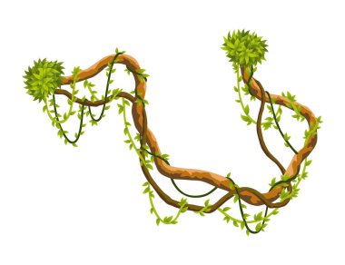 Liana şubesi. Çarpık yabani asma bitkileri. Woody doğal tropikal yağmur ormanı, egzotik botanik elementi. Vektör tasarım ögesi.