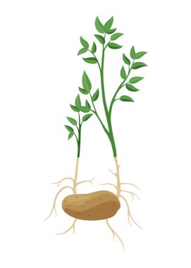 Patates yetiştirme süreci. Beyaz arka planda izole edilmiş bitkiler. Patates büyüme aşaması, ekme süreci, düz tasarımda bitki yaşam döngüsü bilgi elementleri.