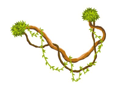 Liana şubesi. Çarpık yabani asma bitkileri. Woody doğal tropikal yağmur ormanı, egzotik botanik elementi. Vektör tasarım ögesi.