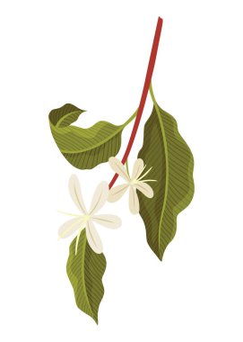 Çiçekli Kahve Bitkisi Şubesi Vektör illüstrasyonu.