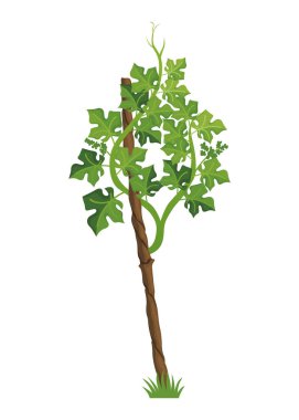 Grapevine büyüme aşamasında, güzel yapraklarını vurguluyorlar.