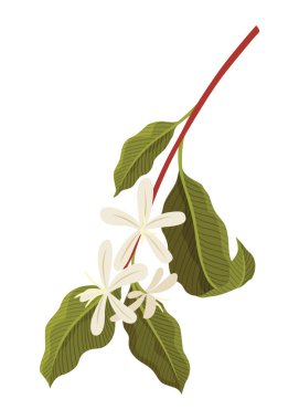 Çiçekli Kahve Bitkisi Şubesi Vektör illüstrasyonu.