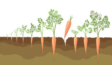 Havuç yaşam döngüsü, bitki yetiştirme aşamaları. Tohumlardan yetişen havuç, olgun tapotlara dönüşür. Sağlıklı sebze yemeği. İzole edilmiş beyaz arkaplanda vektör illüstrasyonu.