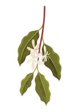 Çiçekli Kahve Bitkisi Şubesi Vektör illüstrasyonu.