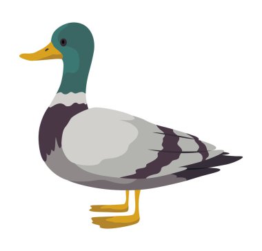 Şehir kuşu, ikon. Avrupalı renkli kuş, kanatlı hayvan karakteri. Kuş, beyaz arka planda izole edilmiş. Vektör illüstrasyonu beyaz arkaplanda izole edildi.