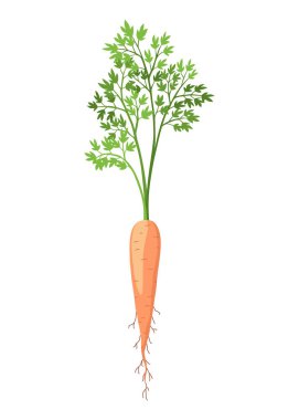 Havuç yaşam döngüsü elementi. Üzerinde yapraklar ve portakal kökü olan havuç. Taze çizgi film, genç havuç. Sağlıklı sebze yemeği. İzole edilmiş beyaz arkaplanda vektör illüstrasyonu.