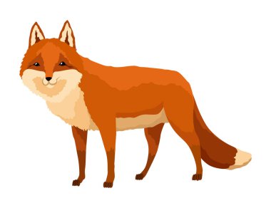 Kızıl Tilki. Tuhaf bir karakter, orman memelisi avcısı. Çizgi film orman hayvanı, yüzünde sevimli duygular olan memeli. Turuncu tilki, vahşi yaşam hayvanı, beyaz arka planda izole edilmiş..