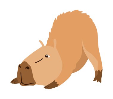 Capybara. Çizgi film sevimli hayvan, vahşi otçul memeli dinleniyor. Komik, sevimli egzotik hayvan rahatlıyor. Çizgi film düz vektör çizimi.